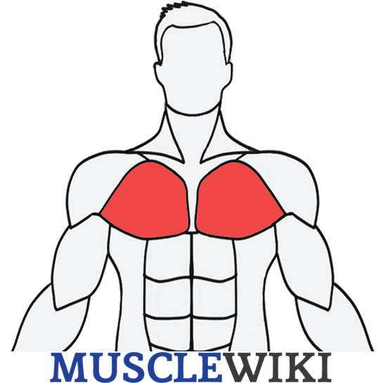 MuscleWiki